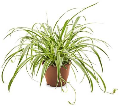 AIRY Grünlilie (Chlorophytum comosum) • Luftreinigende Pflanze • Topf-Ø ca. 19cm, Höhe mit Topf ca. 40cm • Zimmerpflanze in gärtnerischer Qualität • Sicherer Pflanzenversand • Deutsche Gärtnerei von AIRY