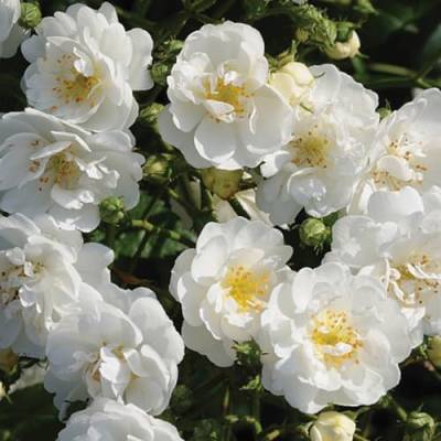 2 x Rose - Rosa 'Guirlande D'Amour' Topf 25-30 cm - Die romantische Kletterrose für das ganze Jahr von Arborix, grüner und billiger!