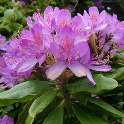 3 x Rhododendron 'Ponticum' 40-60 cm im Container von Arborix, grüner und billiger!