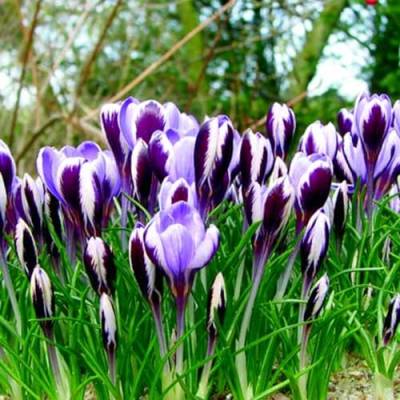 Gartenblüher,Winterhartes,Zierpflanzen für den Innenbereich,Natürlich,Stauden,Krokus zwiebeln,Vielfalt,Krokuszwiebeln,Mehrjährige Topfpflanzen,Lebende Pflanzen-10 Zwiebeln-C von BAHELS