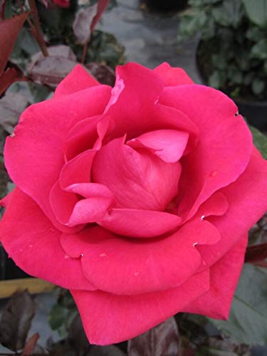 Kletterrose Red Flame® - Rosa Red Flame® - Duft+++ - NIRP-Rose von Baumschule Pflanzenvielfalt