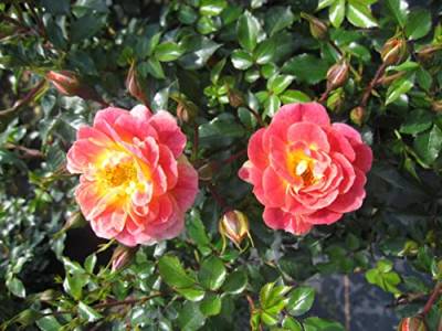 Rosa Bienenweide Fruity ® - Beetrose Bienenweide Fruity ® - Tantau Rose von Baumschule Pflanzenvielfalt