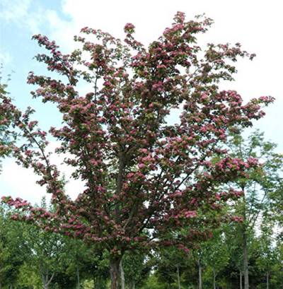 Kaskaden Rotdorn Crimson Cloud 100-125cm - Crataegus laevigata - Gartenpflanze von Baumschule