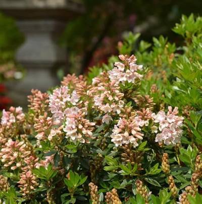Kleinblütiger Rhododendron Bloombux Nugget 10-15cm - Rhododendron micranthum - Gartenpflanze von Baumschule