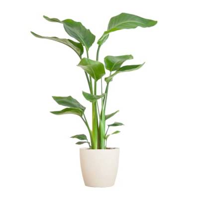 BloomPost Strelitzia Nicolai — 70-80 cm + weißer Fasertopf — Zimmerpflanze — Pflegeleichte Zimmerpflanze — Einfach zu züchtende Heimbüro-Pflanzen — Inklusive Topf von BloomPost