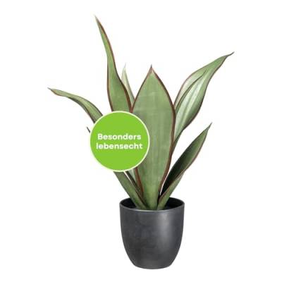 CREATIV green künstliche Sansevieria Pflanze Black Diamond 53cm I künstliche Bogenhanf Zimmerpflanze mit naturgetreuen Blättern I stilvolle künstliche Pflanzen wie echt mit Topf von CREATIV green