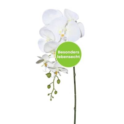 CREATIV green stilvolle Phalaenopsis Kunstorchidee 86cm in Creme I künstliche Orchideen wie echt mit naturgetreuen Blüten I Pflegeleichte & täuschend echte Kunstblumen I Ideal als Blumen Deko von CREATIV green