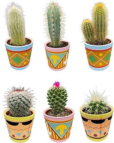 Cactus Mix, 7.5CMØ, 8-15CM Hoch, Picaso Töpfe (6 Stück) von Cactus24