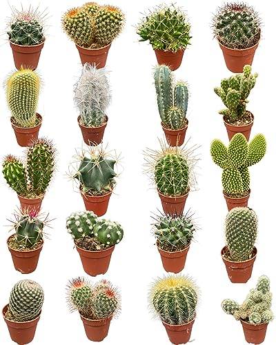 Cactus Mix 20 Verschiedene Arten, 5.5CMØ, 6-12CM Hoch (20 Stück) von Cactus24