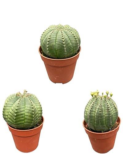 Euphorbia obesa, 5.5CMØ, 6-10CM Hoch (3 Stück) von Cactus24