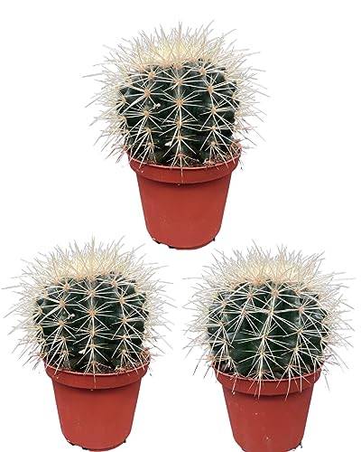 Cactus, Echinocactus Grusonii, 10.5CMØ, 13-17CM Hoog (3 Stuks) von Cactus24