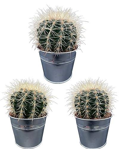 Cactus, Echinocactus Grusonii, 10.5CMØ, 15CM Hoog, Zinken Potten, (3 Stuks) von Cactus24