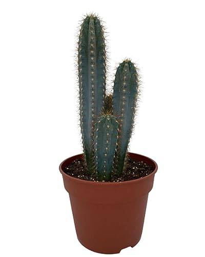 Kaktus, Pilosocereus Azerues, 17CMØ, 30-40CM Hoch von Cactus24
