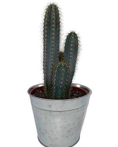 Kaktus, Pilosocereus Azerues, 18CMØ, 30-40CM hoch, Sinktopf von Cactus24