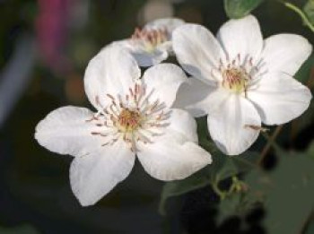 Waldrebe 'Destiny', 60-100 cm, Clematis 'Destiny', Containerware von Clematis 'Destiny'