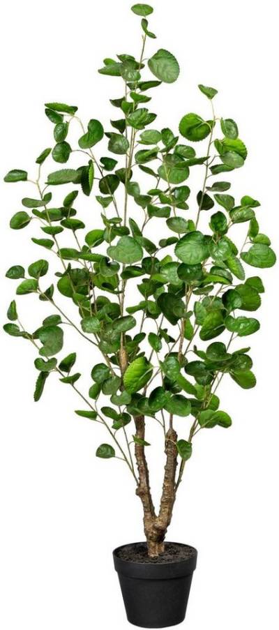 Künstliche Zimmerpflanze Fiederaralie Fiederaralie, Creativ green, Höhe 110 cm von Creativ green