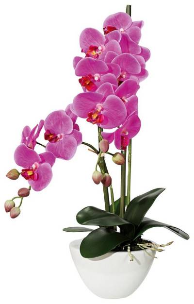 Kunstpflanze Orchidee Orchidee, Creativ green, Höhe 50 cm von Creativ green