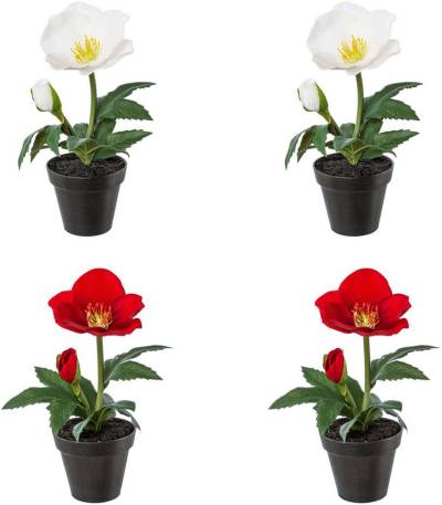 Winterliche Kunstpflanze Weihnachtsdeko Christrose, Creativ green, Höhe 19 cm, im Topf, im 4er-Set (2x Farbe Rot und 2x Farbe Weiß) von Creativ green