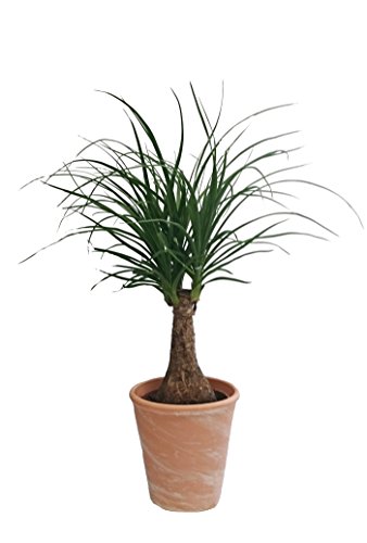 Dominik Blumen und Pflanzen, Elefantenfuß, Beaucarnea recurvata (Syn. Dracena nolina), 1 Pflanze, circa 30 cm, 10,5 cm Topf, 1 Pflanze und Dekotopf terracotta, Zimmerpflanzen, Kübelpflanzen von Dominik Blumen und Pflanzen