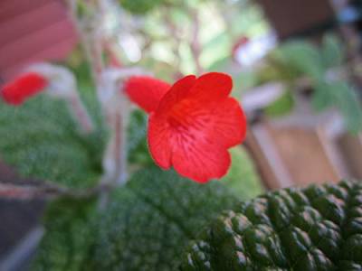Portal Cool Sinningia Bullata> Florianopolis Orange Mit Red Dot Flowers - Rare Seeds 30 + von SVI