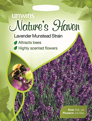 Portal Cool Unwins Pictorial Packet - Natures Haven Lavendel Munstead Strain - 150 Samen von SVI