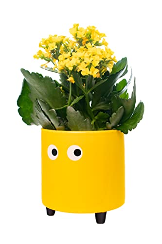 FISURA- Original-Blumentopf mit Augenmotiv. Dekoratives Pflanzgefäß für den Innenbereich. Keramik Sukkulenten Töpfe. Keramiktopf für Blumen und Sukkulenten. 13 x 12,5 cm. (Gelb) von FISURA