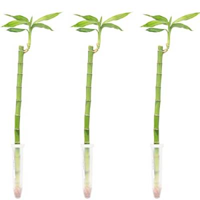 3er-Set Glücksbambus gerade- Höhe ca. 50 cm, Topf-Ø 5 cm - Lucky Bamboo von Flowerbox