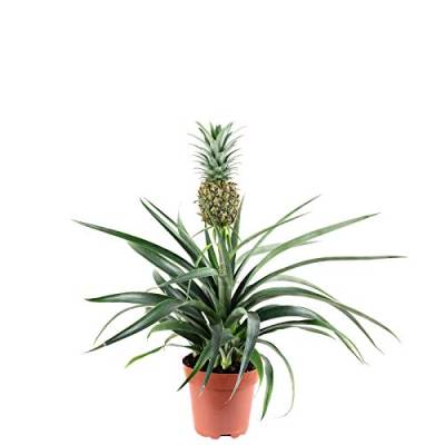 Ananas (mit Frucht) - pflegeleichte Zimmerpflanze, Ananas Corona - Höhe ca. 45 cm, Topf-Ø 12 cm von Flowerbox