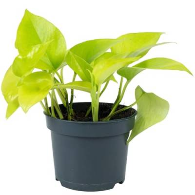 Efeutute - pflegeleichte Zimmerpflanze, Epipremnum pinnatum 'Golden Pothos' - Höhe ca. 15 cm, Topf-Ø 12 cm von Flowerbox