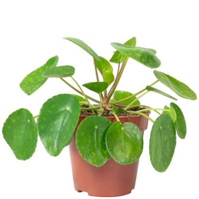 Ufopflanze - pflegeleichte Zimmerpflanze, Pilea peperomioides - Höhe ca. 20 cm, Topf-Ø 14 cm von Flowerbox