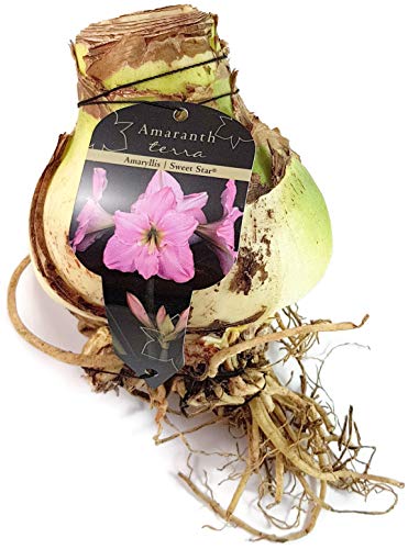 Fangblatt - Amaryllis mit Heller rosa Blüte - die besondere Dekoration für Ihr zu Hause - seltene Sorten des Hippeastrum - Pflegeleichte Blumenzwiebel - fantastischer Ritterstern (Sweet Star) von Fangblatt