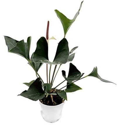 Fangblatt - Anthurium "Arrow" - pfeilblättrige Flamingoblume- ca. 30 cm hoch - pflegeleichte Zimmerpflanze von Fangblatt