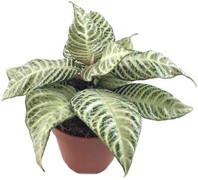 Fangblatt - Aphelandra squarrosa"White Wash" - Glanzkölbchen im Ø 12 cm Topf - pflegeleichte Grünpflanze für Zuhause von Fangblatt