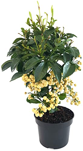 Fangblatt - Ardisia crenata - Spitzblume weiß im Ø 13 cm Topf - dekorative Zimmerpflanze f. Weihnachten/Winter von Fangblatt