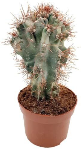 Fangblatt - Cereus peruvianus 'Monstrosus' - Felsenkaktus - imposanter großer Kaktus - außergewöhnliche Zimmerpflanze von Fangblatt