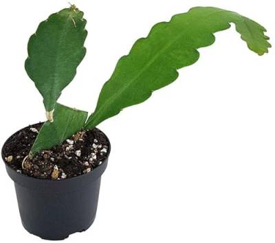 Fangblatt - Epiphyllum 'sarah courant' - traumhafter Blattkaktus im Ø 9 cm Topf - pflegeleichte Zimmerpflanze/Sukkulente von Fangblatt