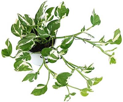 Fangblatt - Epipremnum pinnatum 'N-Joy' - panaschierte Efeutute - grün-weiße Zimmerpflanze zum Hängen von Fangblatt