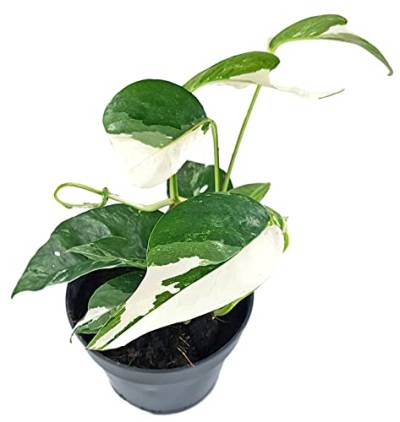Fangblatt - Epipremnum pinnatum variegata panaschierte Efeutute grün-weiße Blätter -Zimmerpflanzen Rarität, 25 cm hoch von Fangblatt