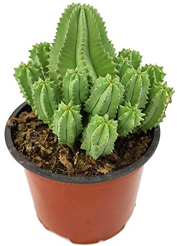 Fangblatt - Euphorbia fruticosa f. inermis - grau-grüne Sukkulente - pflegeleichte Zimmerpflanze - besonderer Kaktus von Fangblatt