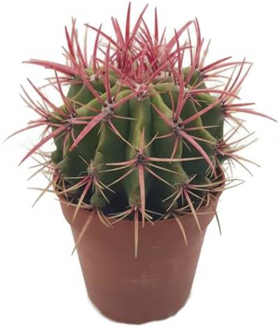 Fangblatt - Ferocactus stainesii - eindrucksvoller Kaktus mit pinken Dornen im Ø 13 cm Topf - pflegeleichte Zimmerpflanze - exotische Sukkulente von Fangblatt