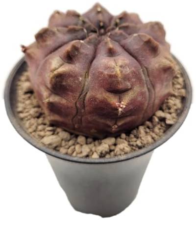 Fangblatt - Gymnocalycium mihanovichii 'Daydream' - japanischer Kaktus - pflegeleichte Zimmerpflanze von Fangblatt