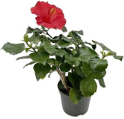 Fangblatt - Hibiskus 'Wela' - die Hawaiblume mit roten Blüten - der Rosen-Eibich ist als Pflanze für die Wohnung, Balkon oder Terrasse eine absolute Augenweide von Fangblatt