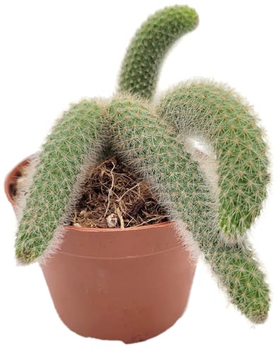 Fangblatt - Hildewintera colademononis Gr. L - Affenschwanz-Kaktus im Ø 12 cm Topf - exotische Zimmerpflanze - seltene Sukkulente von Fangblatt