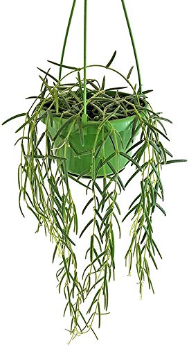 Fangblatt - Hoya linearis - hängende Porzellanblume - pflegeleichte Zimmerpflanze für Ihr Zuhause von Fangblatt