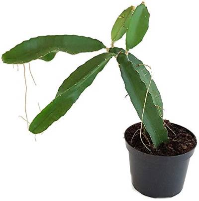 Fangblatt - Hylocereus undatus - Drachenfrucht Kaktus - exotischen Pitaya - Schlangenkaktus - pflegeleichte Zimmerpflanze - Trend 2020 von Fangblatt