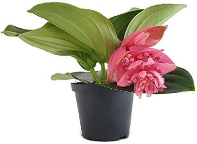 Fangblatt - Medinilla magnifica - Philippine Orchidee - exotische Zimmerpflanze der Tropen mit riesigen rosa Blüten von Fangblatt