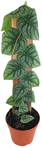 Fangblatt - Monstera dubia - seltenes Fensterblatt ca. 50 cm hoch, im Ø 14 cm Topf - exotische Grünpflanze für Sammler von Fangblatt