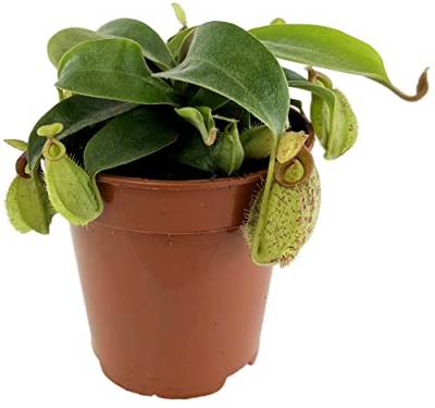 Fangblatt - Nepenthes "Hookeriana" - bauchige Kannenpflanze - faszinierende fleischfressende Pflanze - Ø 9 cm Topf von Fangblatt