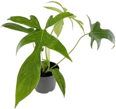 Fangblatt - Philodendron 'Glad Hands' - anmutiger Baumfreund im Ø 12 cm Topf - exotische Zimmerpflanze von Fangblatt