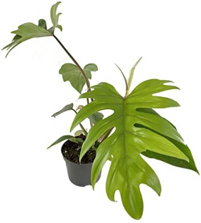 Fangblatt - Philodendron 'Mayoi' - traumhafter Baumfreund im Ø 12 cm Topf - atemberaubende Grünpflanze von Fangblatt